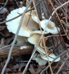 s Westerhouse mushrooms